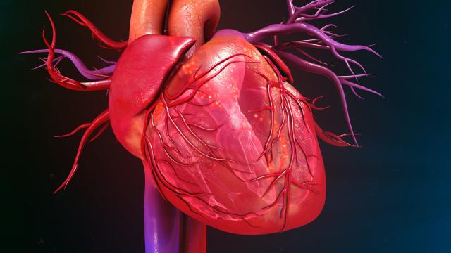 U laboratoriji prvi put uzgojeno "srce" koje kuca / VIDEO